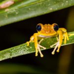 © Konrad Wothe - Laubfrosch