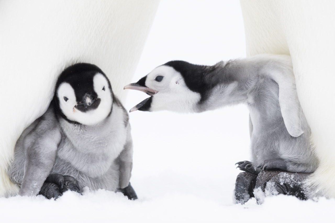 02 - Pinguin-Nachwuchs In Der Atka-Bucht. Foto © Stefan Christmann