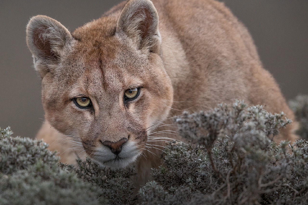 04 - Puma Auf Der Jagd. Foto © Ingo Arndt