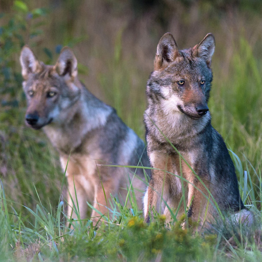 © Axel Gomille - wildwolves - 7987