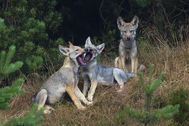 © Axel Gomille - wildwolves2 - 2671