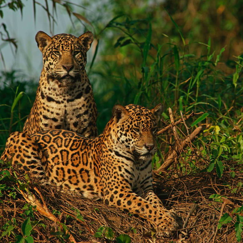 © Marko König - Das Pantanal - Jaguar (3)