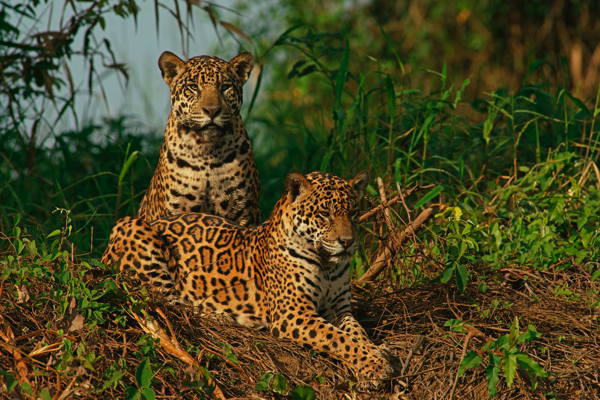 © Marko König - Das Pantanal - Jaguar (3)
