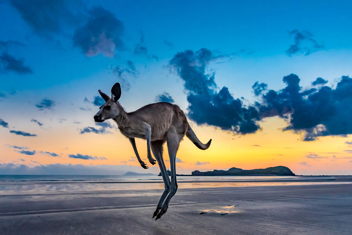 Känguru Am Strand. Foto © Dirk Bleyer