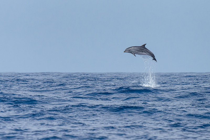 Foto © Thomas und Lukas Reinhardt -Pressefoto_Die_Azoren_Pico_Delfin_P6271004-ORF_DxO_DeepPRIME_avcc