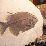 01-mineralienwelt24, Sebastian Görner